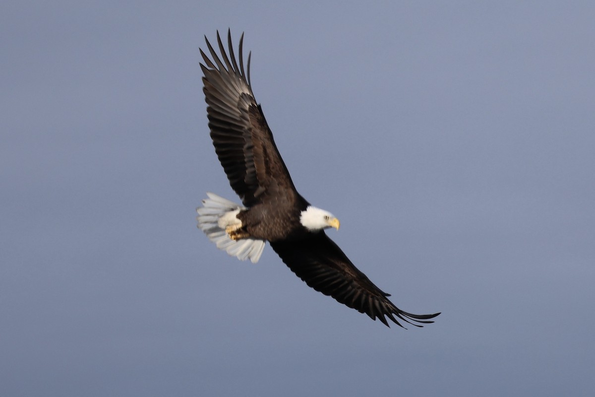 Bald Eagle - ML644874309