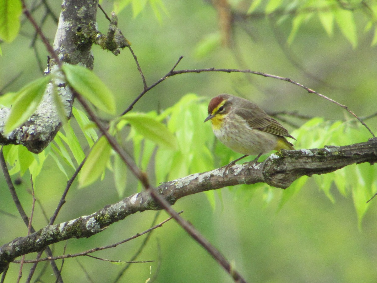 Palm Warbler - ML644874310