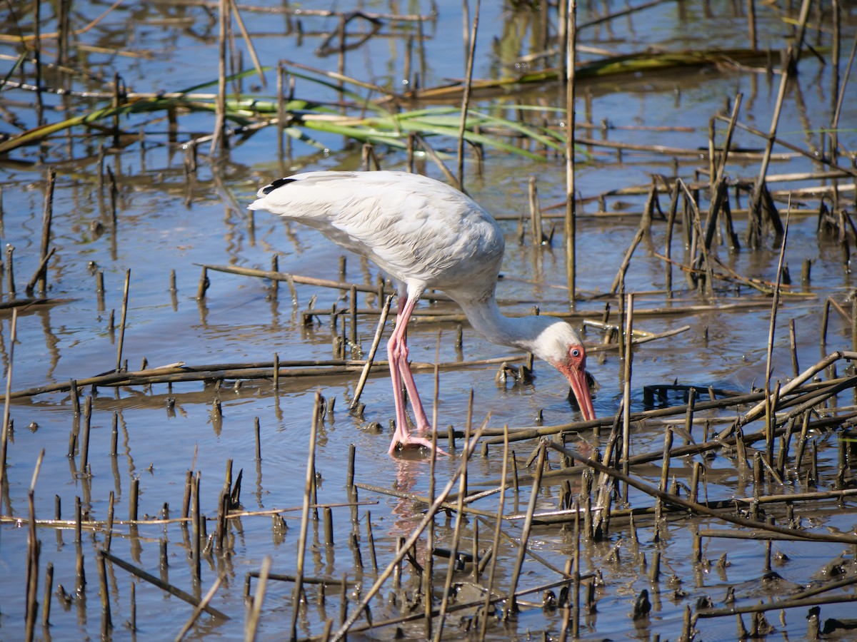 White Ibis - ML644874311