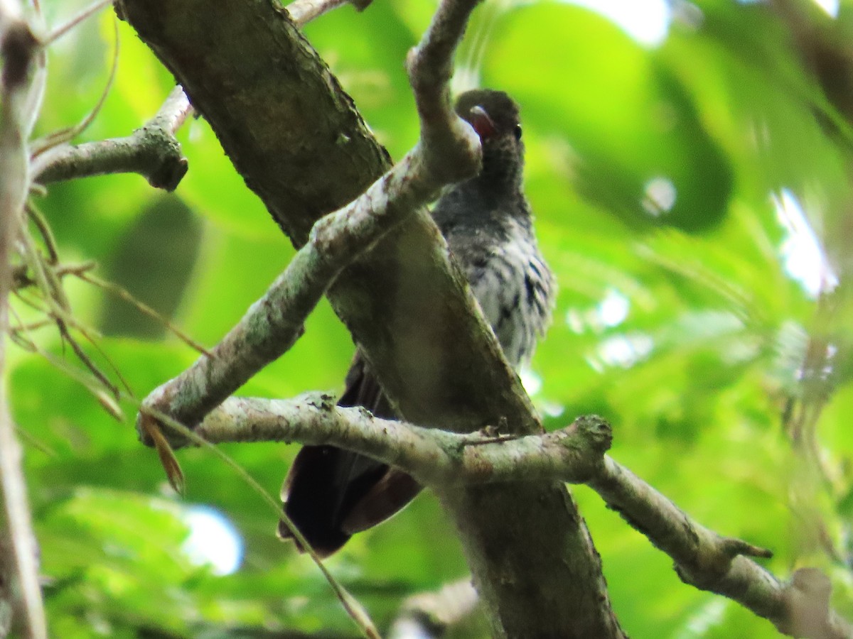 Glittering-throated Emerald - ML644874315