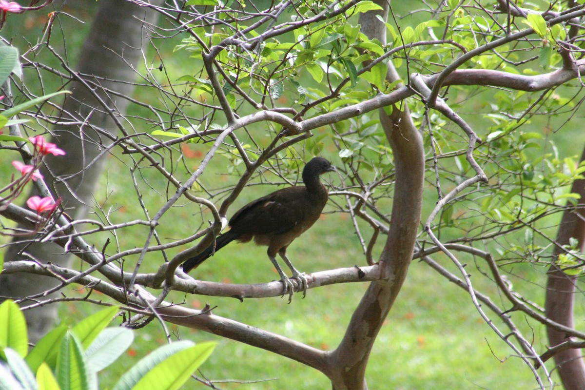 Rufous-vented Chachalaca - ML644874318