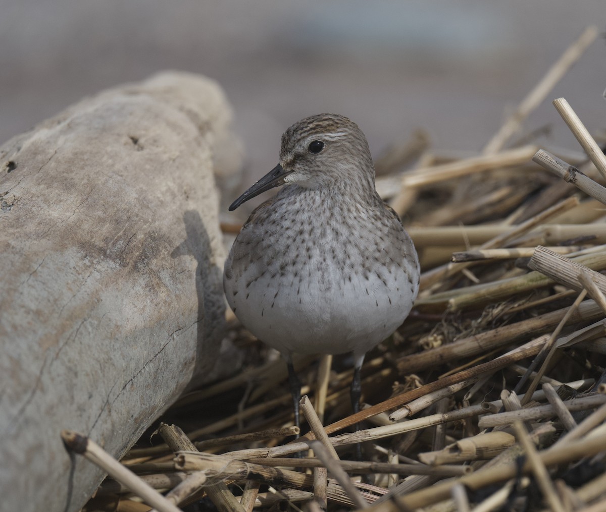 jespák tundrový - ML644874319