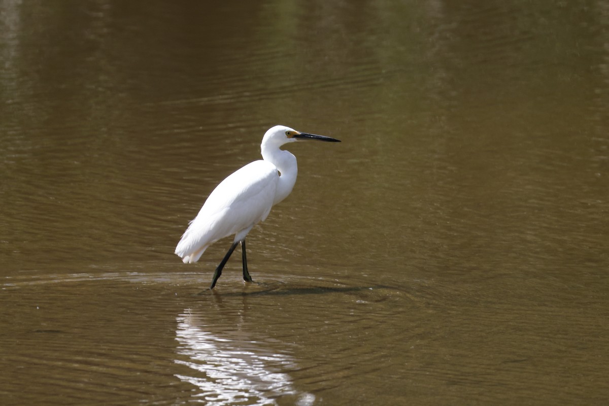 Little Egret - ML644874320