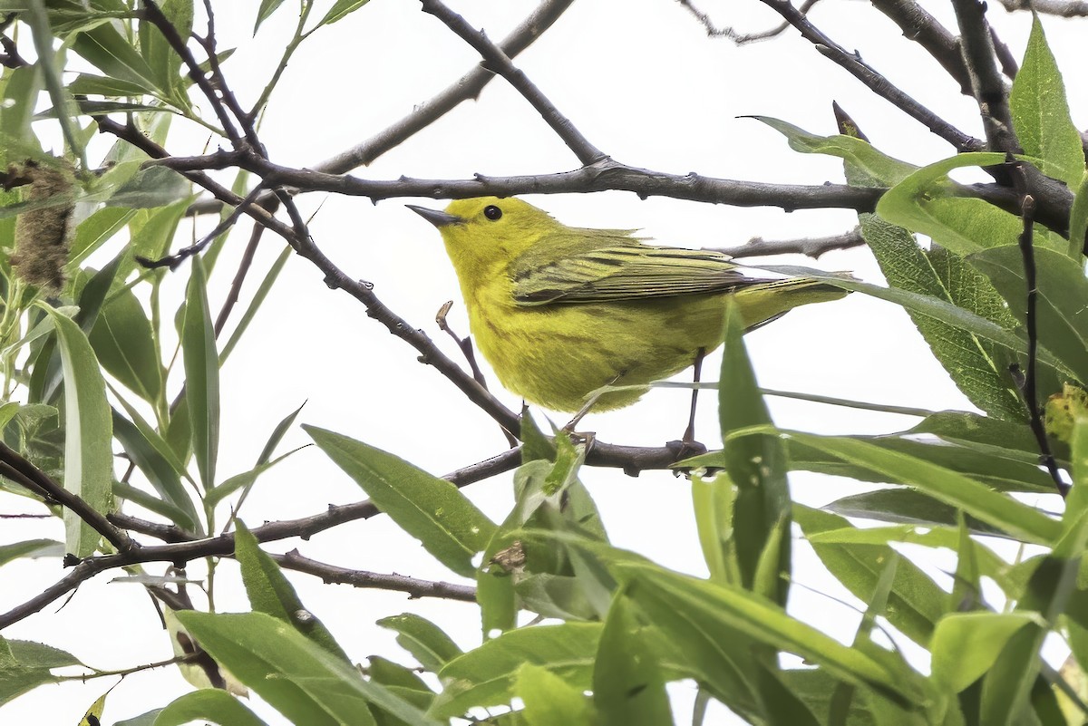 Northern Yellow Warbler - ML644874325