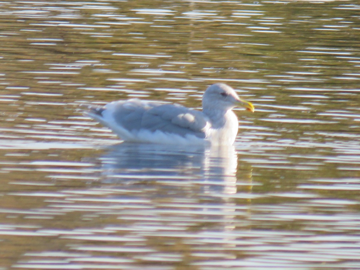 Glaucous-winged Gull - ML644874327