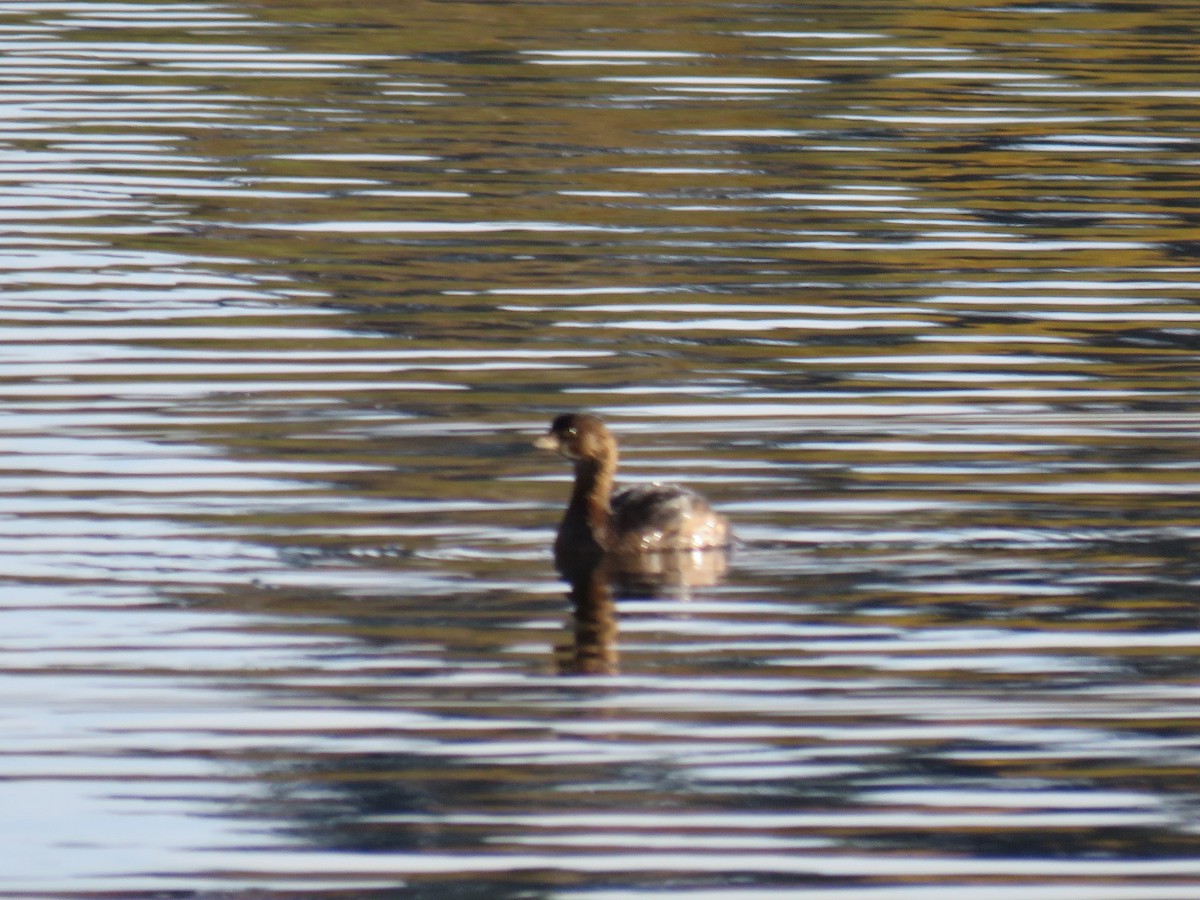 Pied-billed Grebe - ML644874329