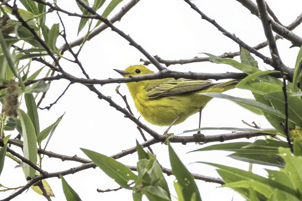 Northern Yellow Warbler - ML644874331