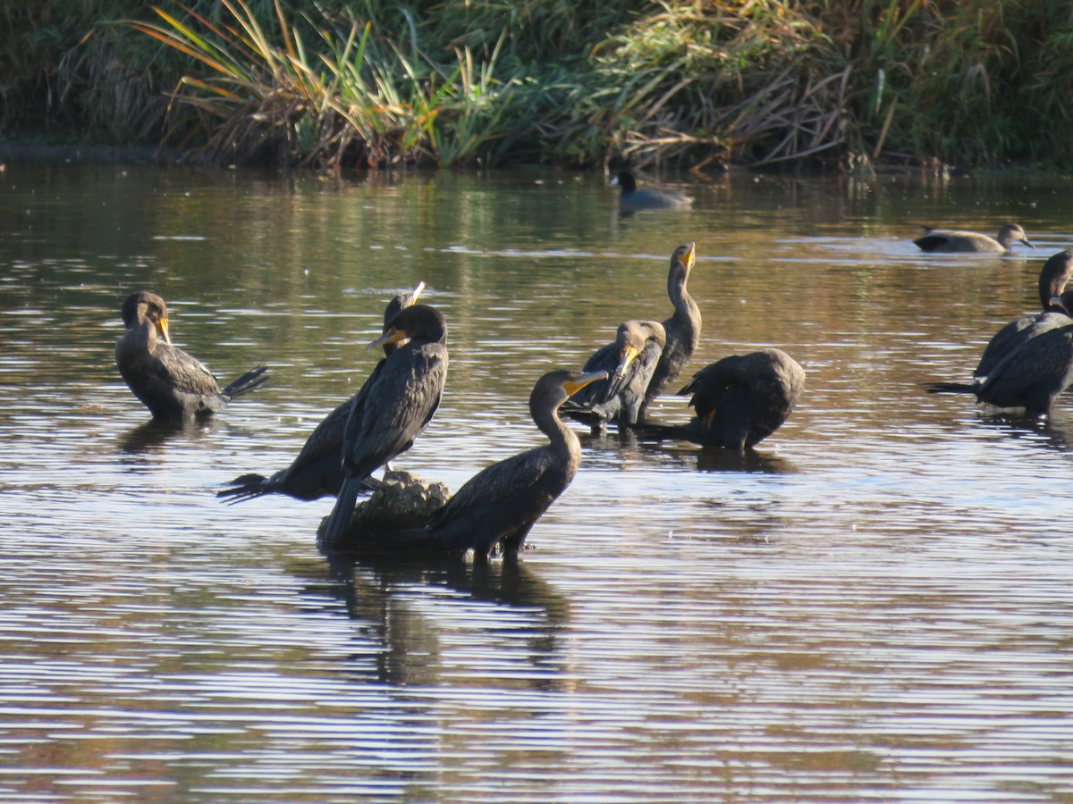 Double-crested Cormorant - ML644874332