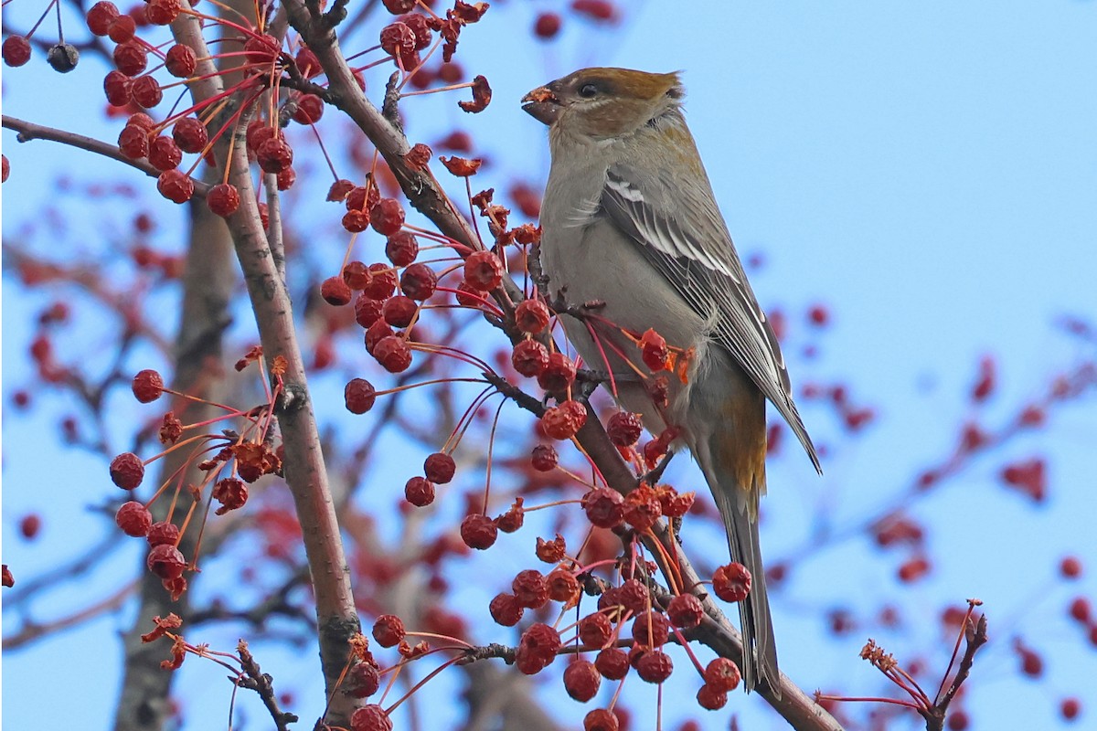 Pine Grosbeak - ML644874333