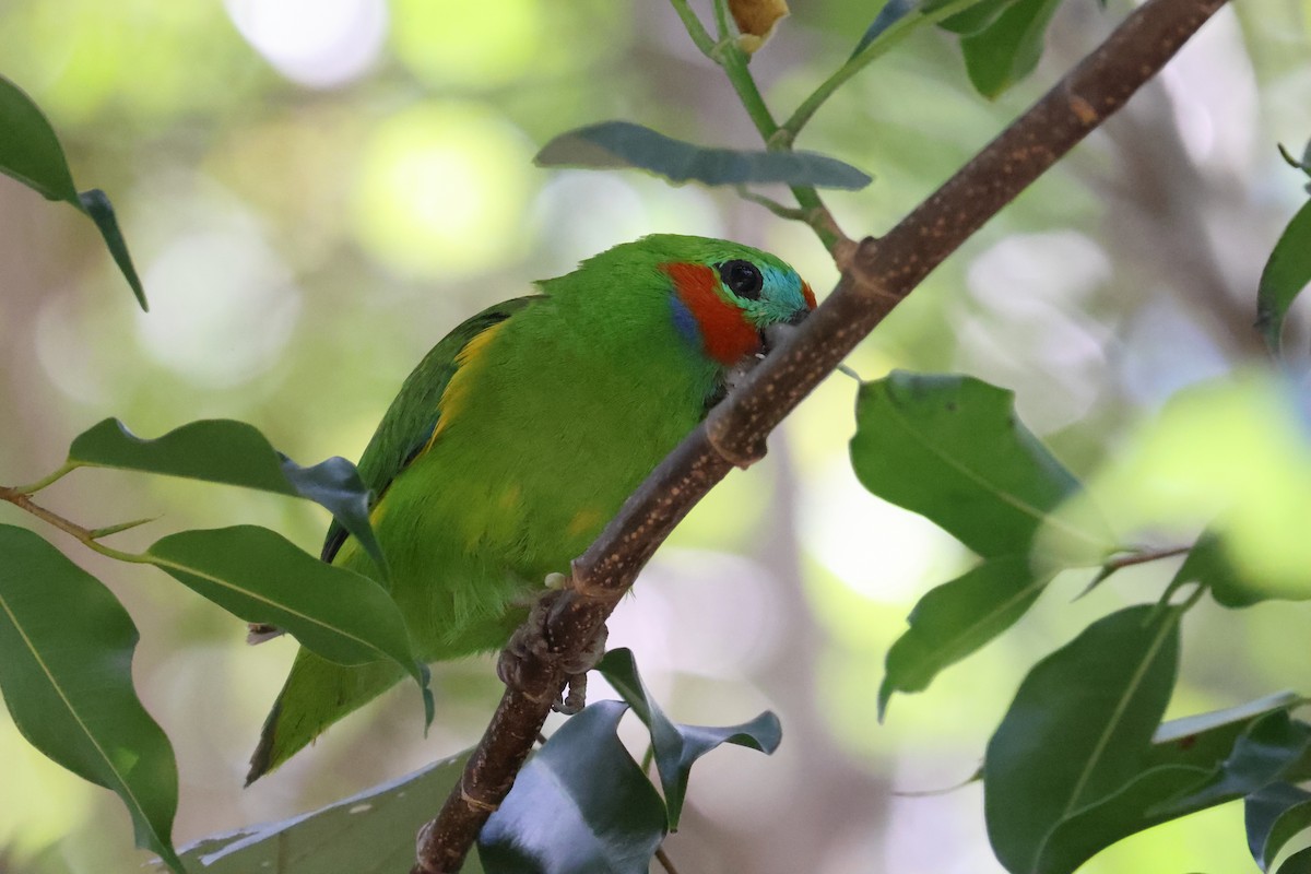 Maskenzwergpapagei - ML644874343