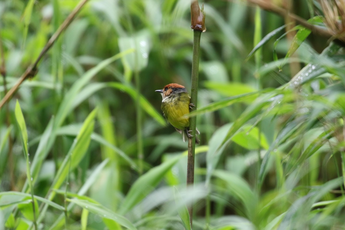 Rufous-crowned Tody-Flycatcher - ML644874348