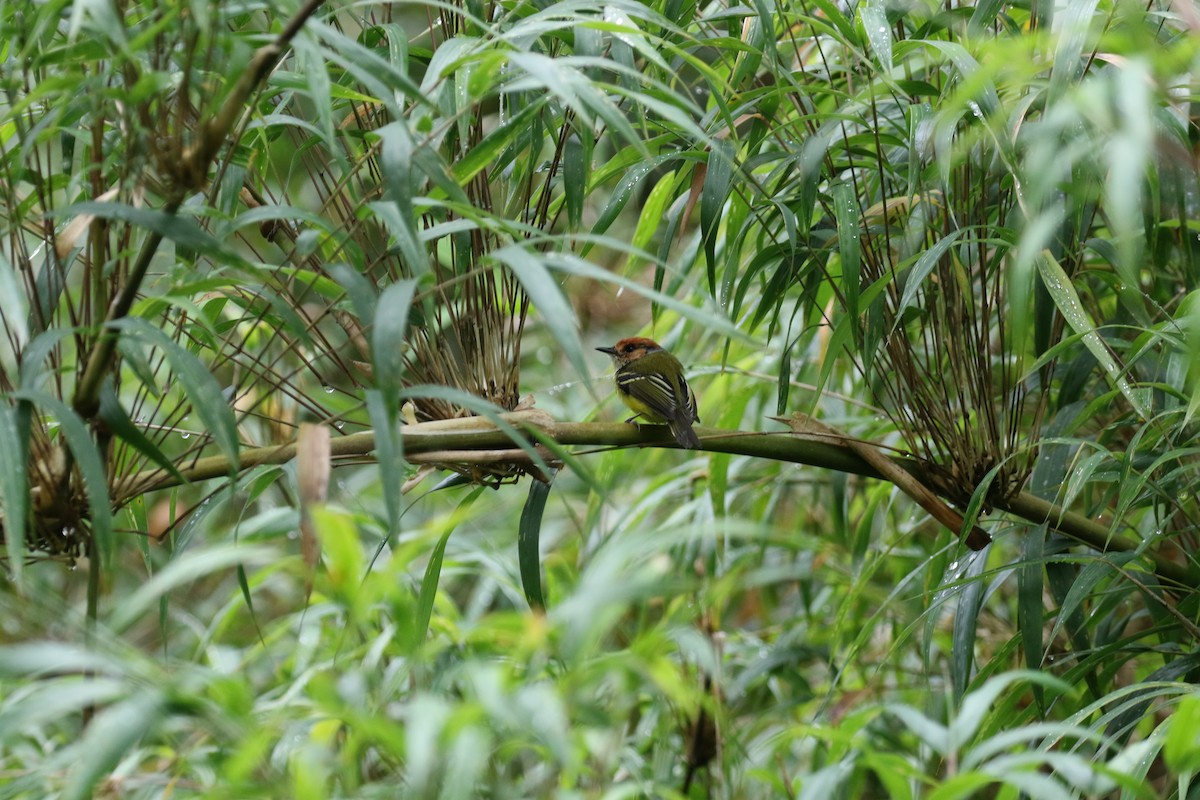 Rufous-crowned Tody-Flycatcher - ML644874349
