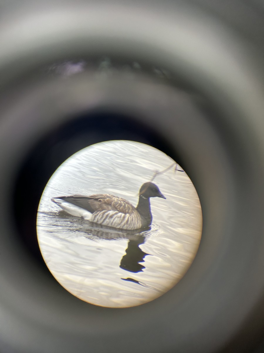 Хар толгойт галуу - ML644874354