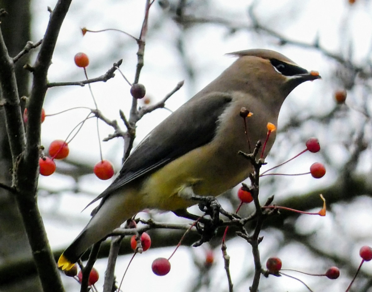 Cedar Waxwing - ML644874355