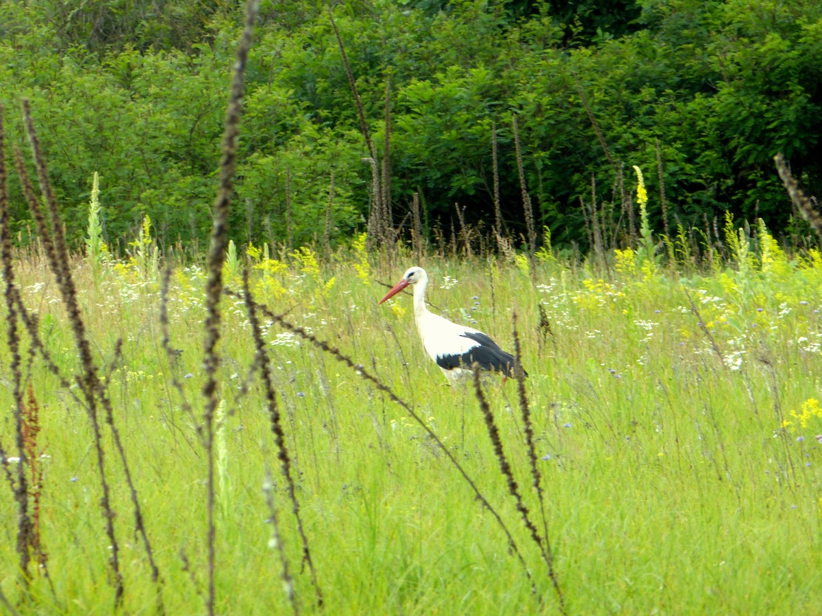 חסידה לבנה - ML644874359