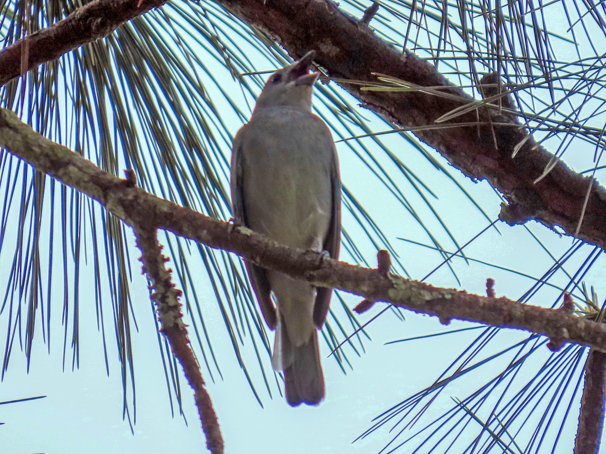 Tangara des palmiers - ML644874360