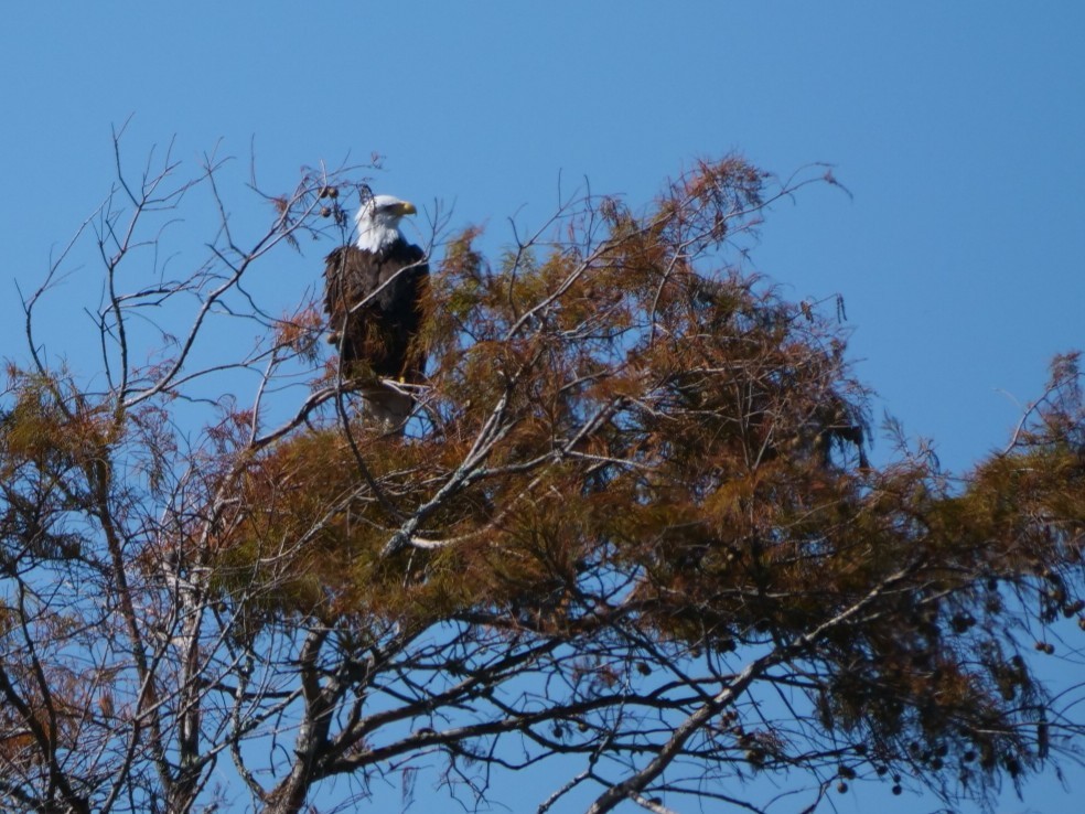 עיטם לבן-ראש - ML644874361