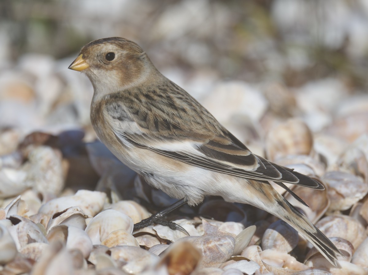 גיבתון שלג - ML644874363