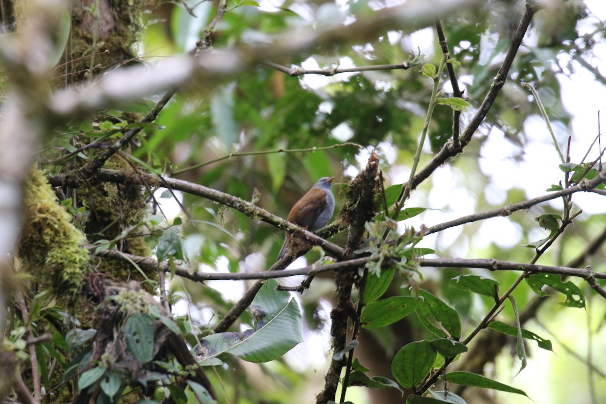 Andean Solitaire - ML644874364
