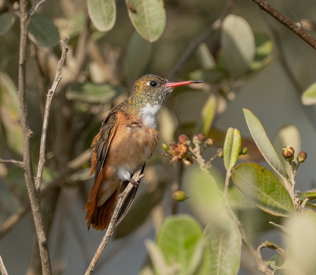 Amazilia Hummingbird - ML644874366