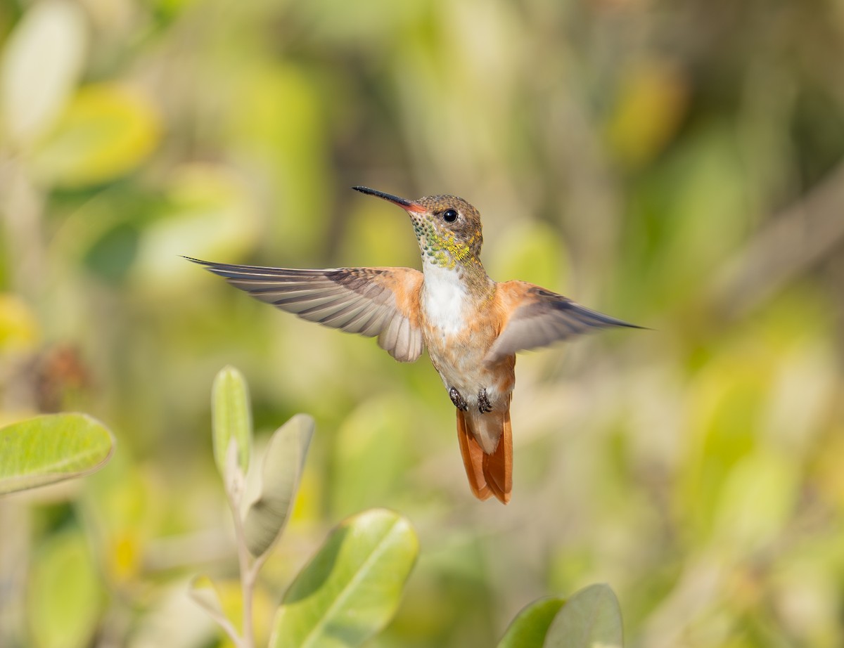 Amazilia Hummingbird - ML644874367