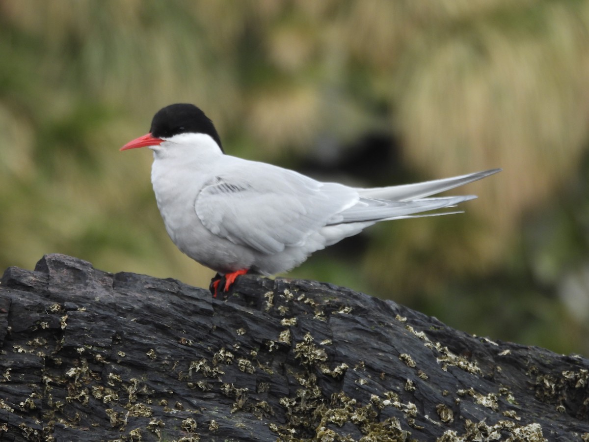 Antarctic Tern - ML644874372