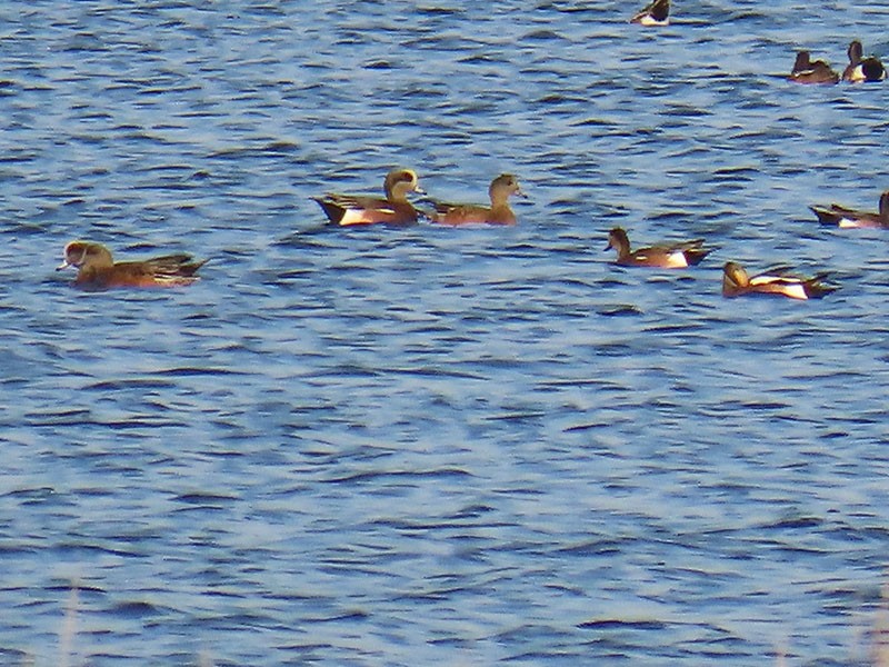 ברווז אמריקני - ML644874375