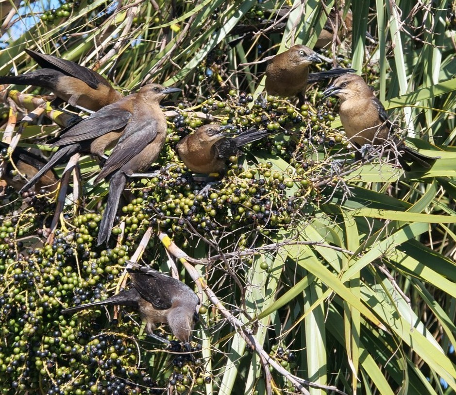 Boat-tailed Grackle - ML644874376