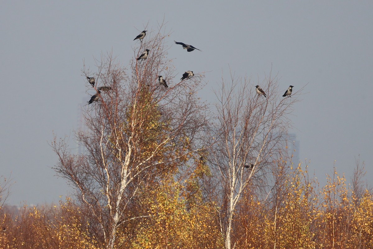 עורב אפור - ML644874379