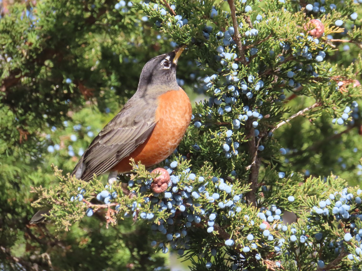 קיכלי נודד - ML644874380