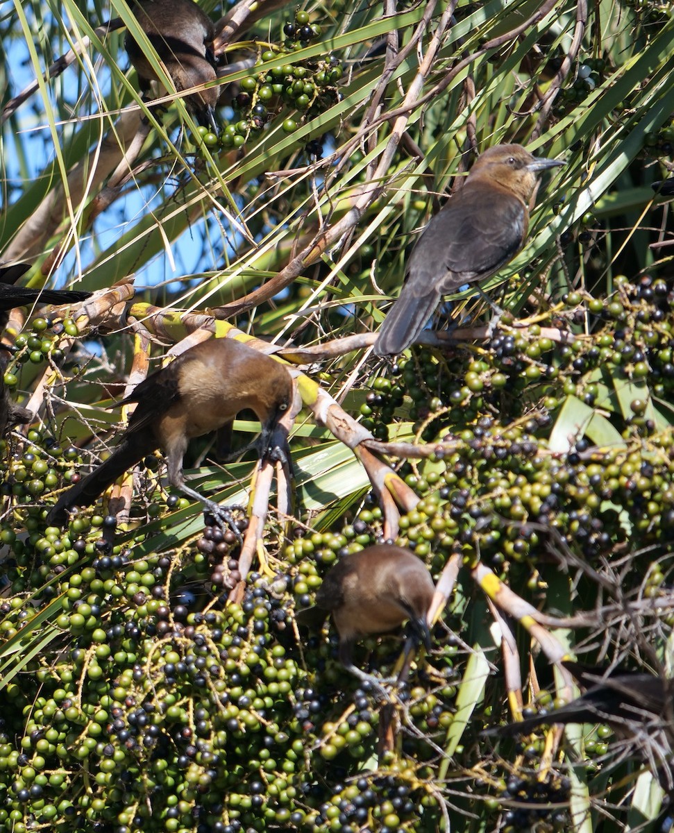 Boat-tailed Grackle - ML644874381