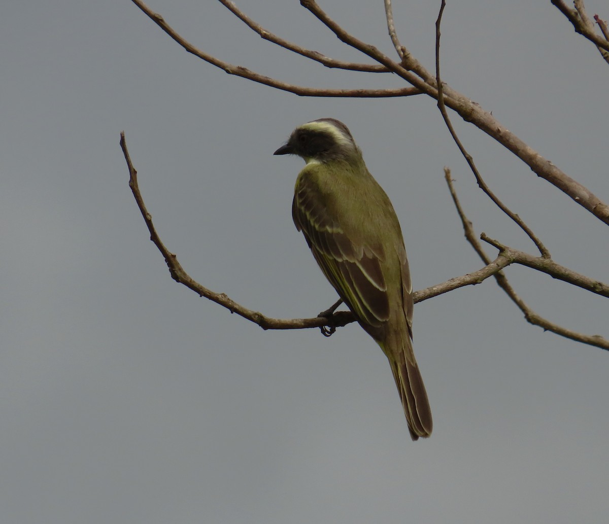 Social Flycatcher - ML644874382