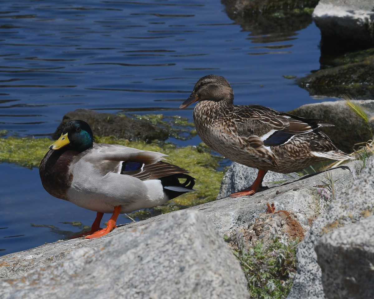 ברכיה - ML644874383