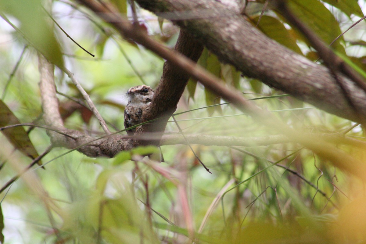 White-tailed Nightjar - ML644874389