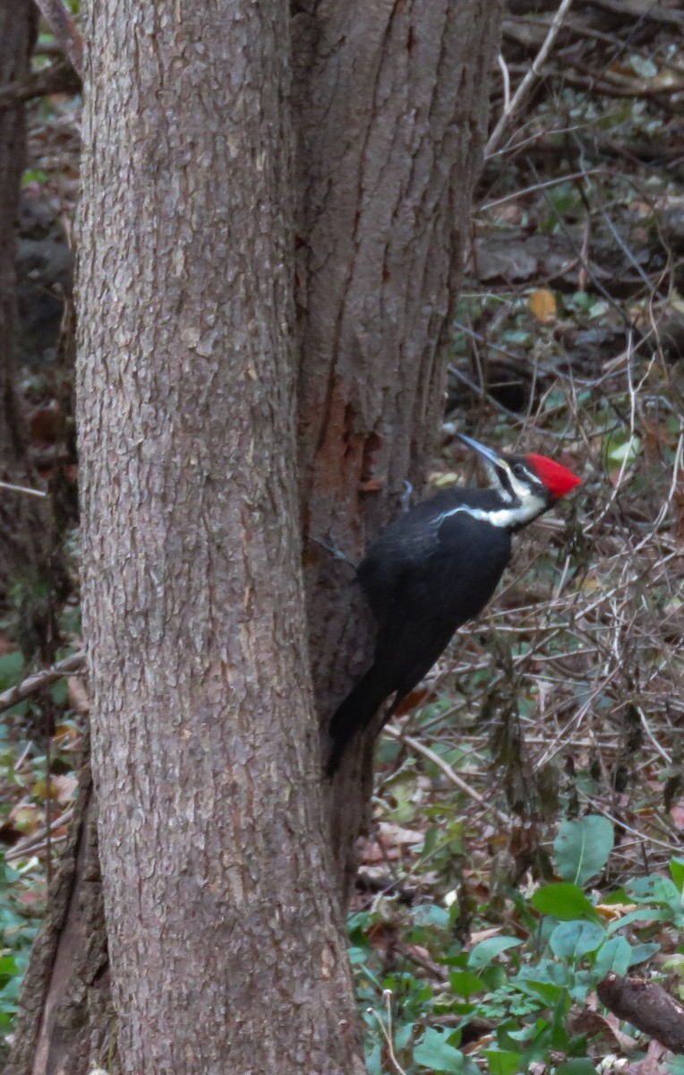 Pileated Woodpecker - ML644874390