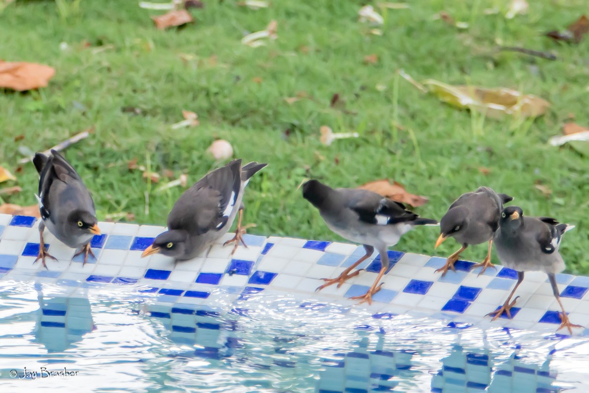 Jungle Myna - ML644874392