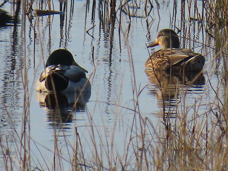 ברכיה - ML644874393
