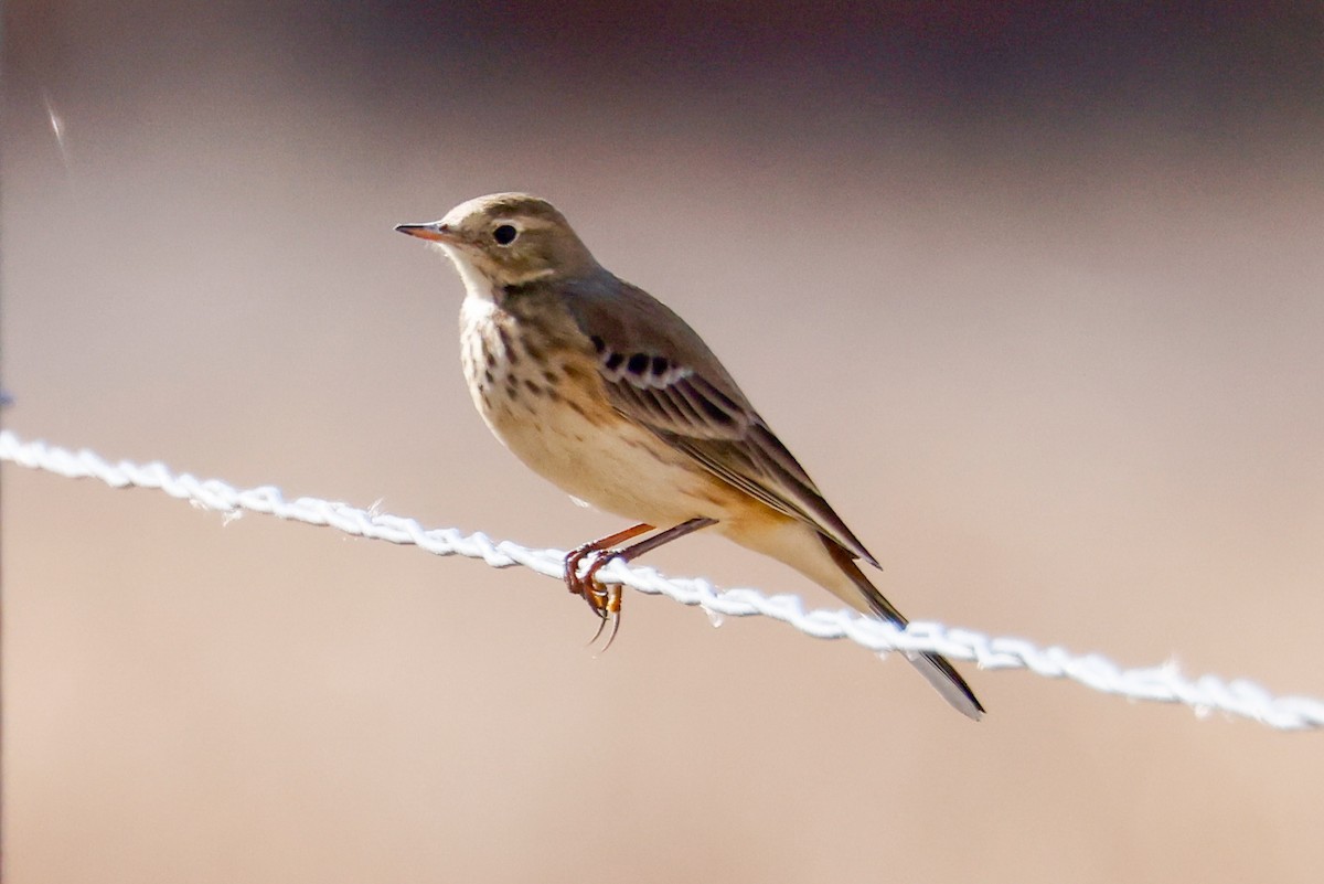פפיון אמריקני - ML644874394
