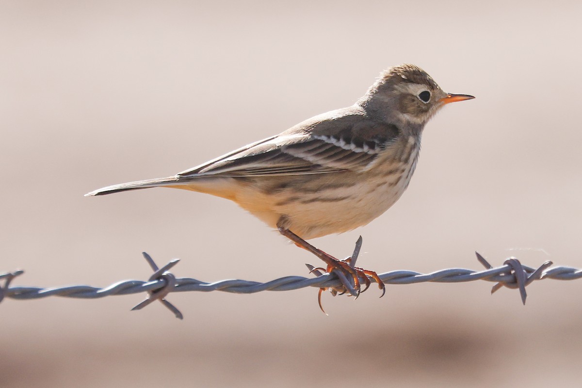 פפיון אמריקני - ML644874395