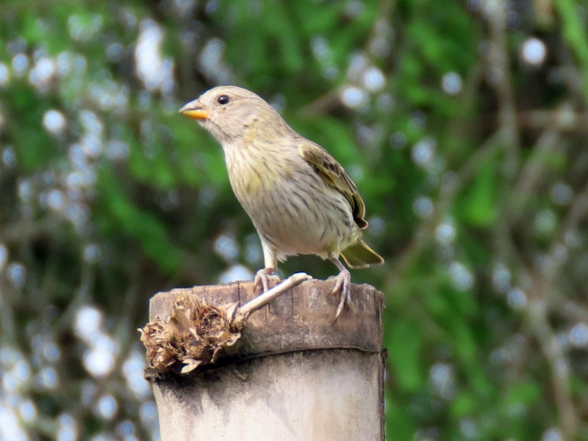 Saffron Finch (Saffron) - ML644874396