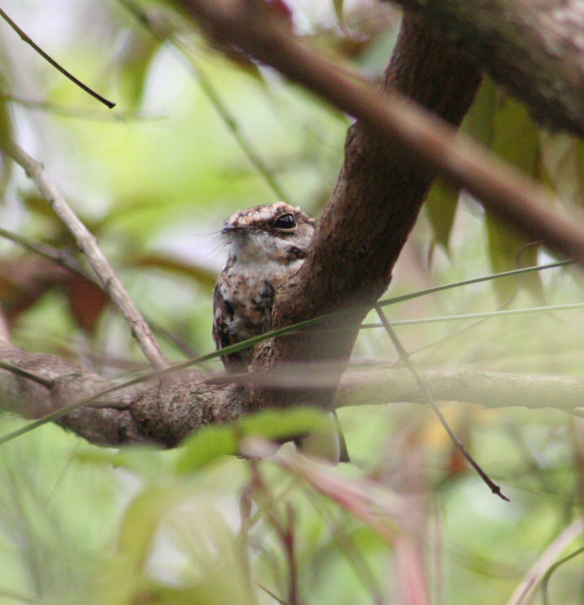White-tailed Nightjar - ML644874398