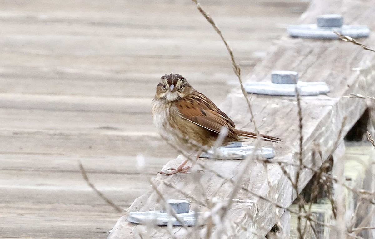 Swamp Sparrow - ML644874399