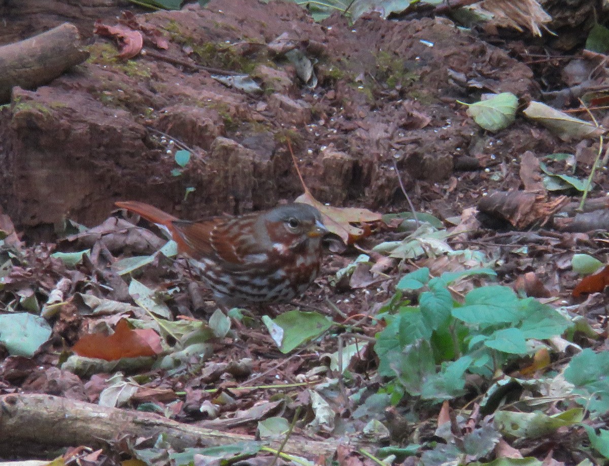 גיבתונית חומת-זנב - ML644874400