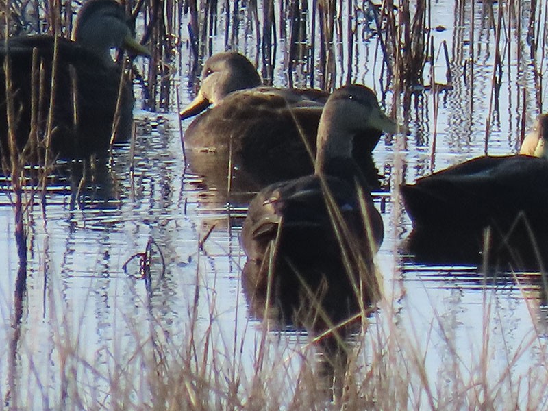 ברווז שחור אמריקני - ML644874401