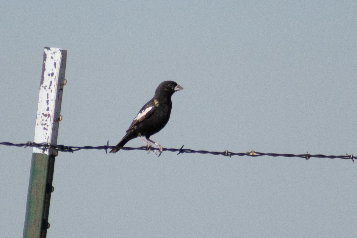 Lark Bunting - ML644874423