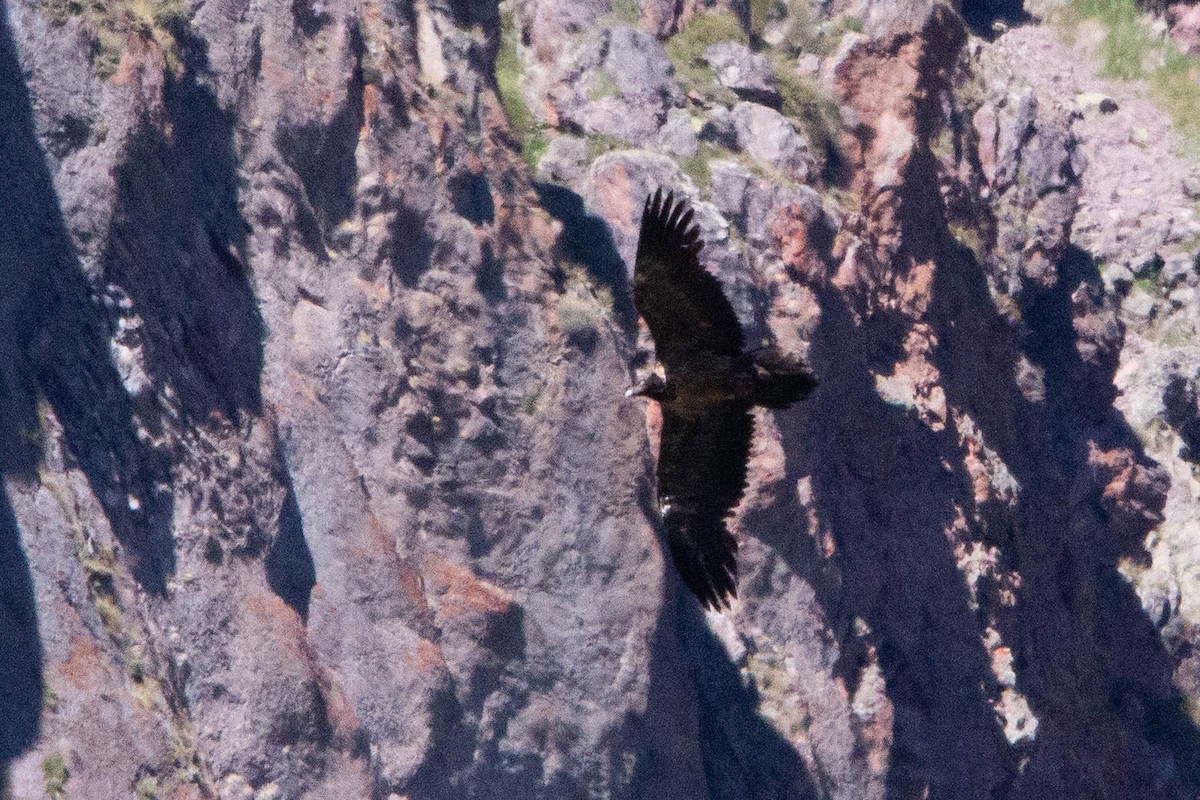 Bearded Vulture - ML644874434