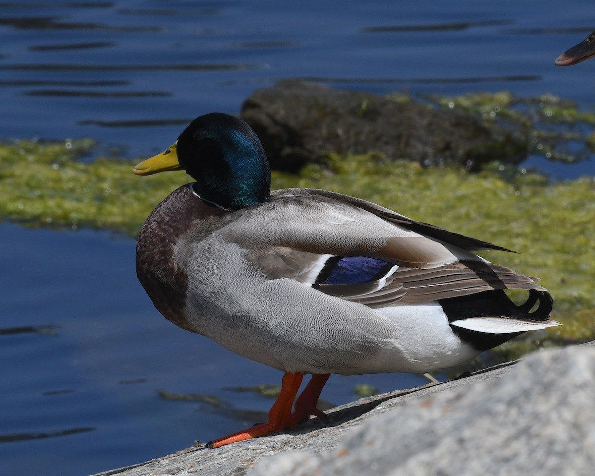 stokkand - ML644874441