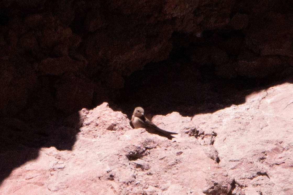 Eurasian Crag-Martin - ML644874448