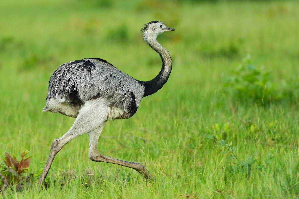 Ñandu nagusia - ML644874464