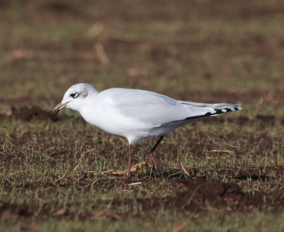 Mediterranean Gull - ML644874467